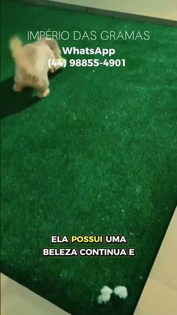 Cachorro de pelo claro caminhando sobre grama sintética instalada em área interna